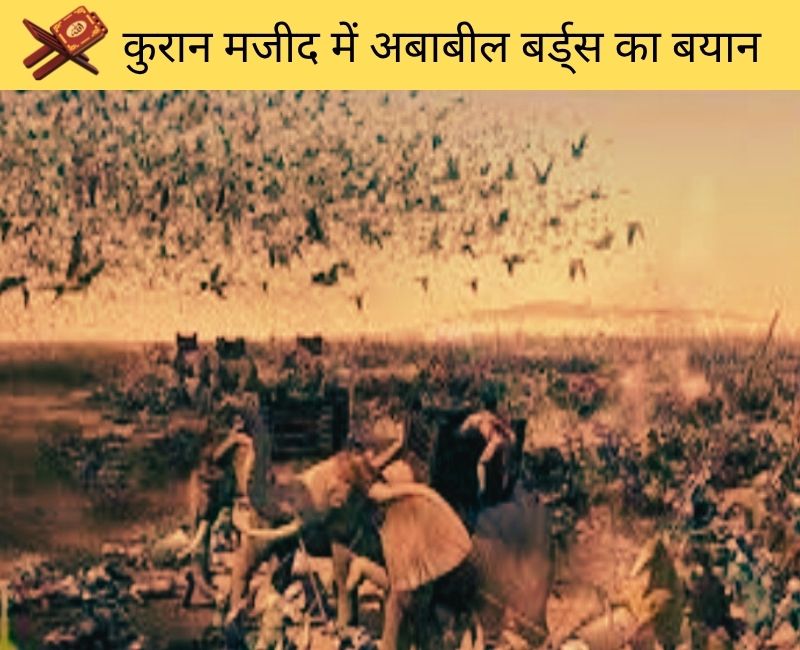 Ababeel Birds Story in Quran | अबाबील पक्षियों की कहानी Surah Al-Fil में